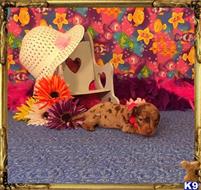 dachshund puppy posted by Rhonda Wallace